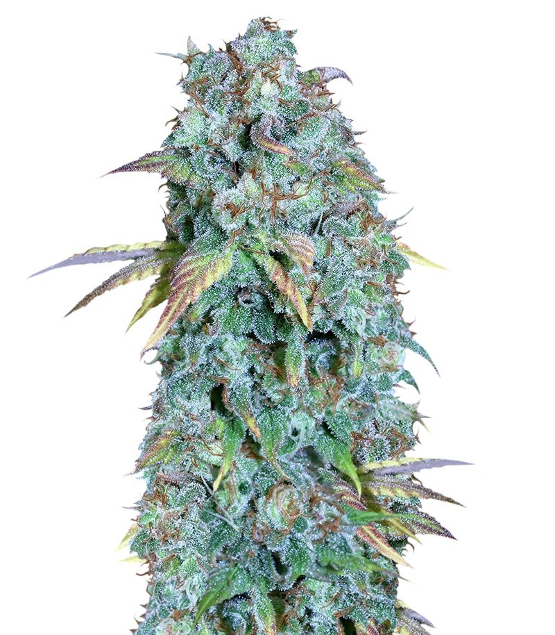 Serious Happiness Reg, Фасовка: 11